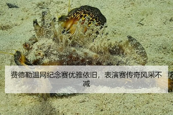 费德勒温网纪念赛优雅依旧，表演赛传奇风采不减