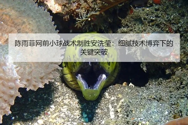 陈雨菲网前小球战术制胜安洗莹：细腻技术博弈下的关键突破